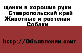 щенки в хорошие руки  - Ставропольский край Животные и растения » Собаки   